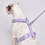 Comfort Control No-Pull Dog Harness Set - Lilac