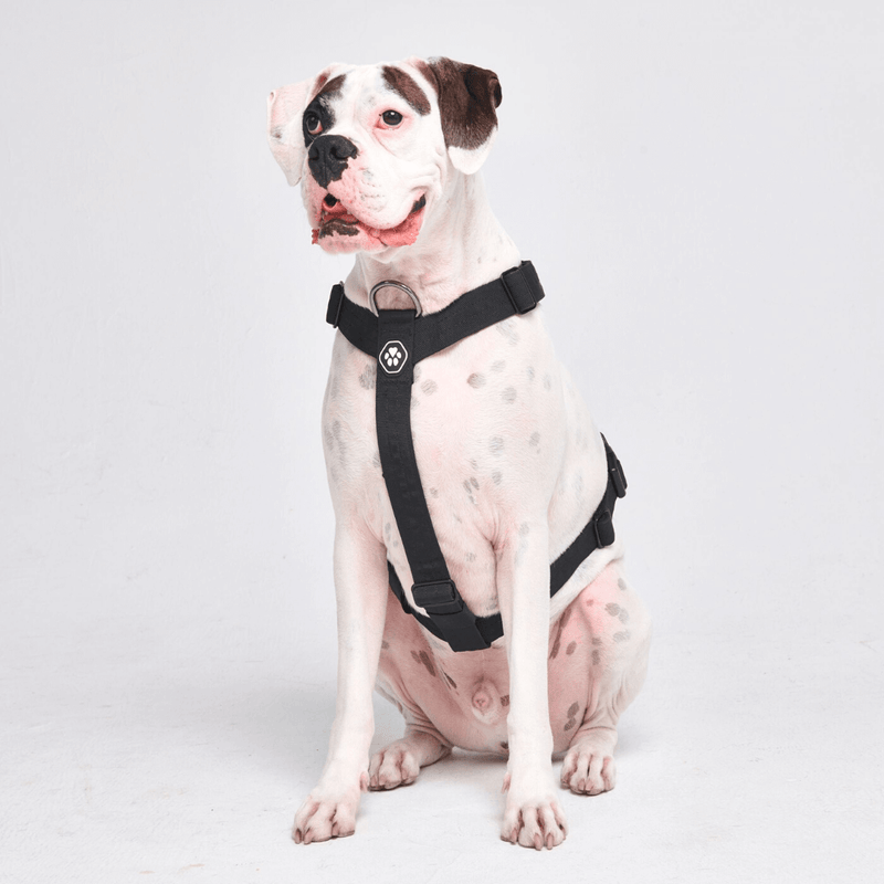 Set di imbracatura per cani Comfort Control No-Pull - Nero