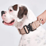 Comfort Control Dog Collars