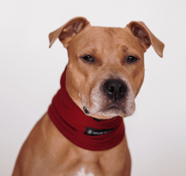 Protecteur d'oreilles anti-anxiété pour chien - Rouge