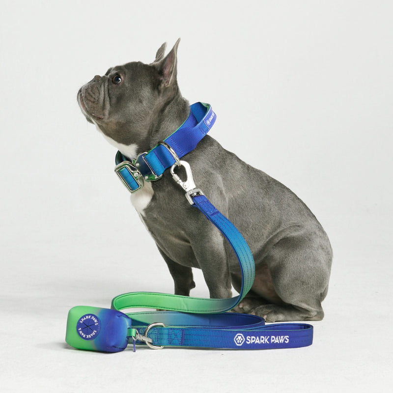 戦術的な犬用首輪セット - ライムウェーブ (1.5"/4cm)