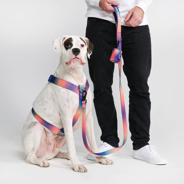 Set di imbracatura per cani Comfort Control No-Pull - Caleidoscopio