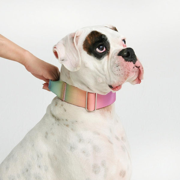 Tactical Dog Collar - Pastel Icing (2"/5cm)